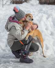 LILLIT, Hund, Mischlingshund in Russische Föderation - Bild 5