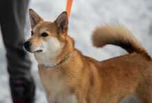 LILLIT, Hund, Mischlingshund in Russische Föderation - Bild 7