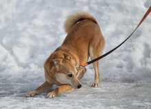 LILLIT, Hund, Mischlingshund in Russische Föderation - Bild 8