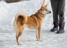 LILLIT, Hund, Mischlingshund in Russische Föderation - Bild 9