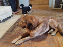 BIGI, Hund, Mischlingshund in Kroatien - Bild 1
