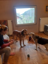 BIGI, Hund, Mischlingshund in Kroatien - Bild 3