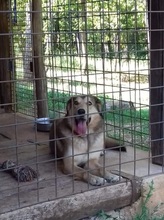 BIGI, Hund, Mischlingshund in Kroatien - Bild 5