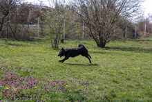 AYAX, Hund, Mischlingshund in Kroatien - Bild 3