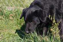 AYAX, Hund, Mischlingshund in Kroatien - Bild 4