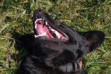 AYAX, Hund, Mischlingshund in Kroatien - Bild 5