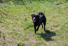 AYAX, Hund, Mischlingshund in Kroatien - Bild 7