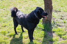 AYAX, Hund, Mischlingshund in Kroatien - Bild 8