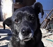 AGAPIDOREA, Hund, Mischlingshund in Griechenland - Bild 1