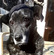 AGAPIDOREA, Hund, Mischlingshund in Griechenland - Bild 4