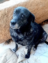 AGAPIDOREA, Hund, Mischlingshund in Griechenland - Bild 5