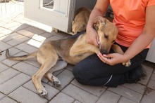 GRISU, Hund, Mischlingshund in Rumänien - Bild 1