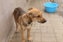 GRISU, Hund, Mischlingshund in Rumänien - Bild 10