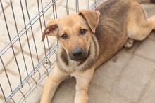 GRISU, Hund, Mischlingshund in Rumänien - Bild 11