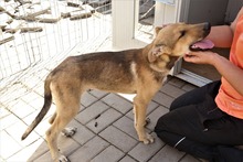 GRISU, Hund, Mischlingshund in Rumänien - Bild 2