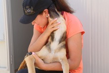 GRISU, Hund, Mischlingshund in Rumänien - Bild 3