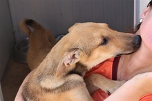 GRISU, Hund, Mischlingshund in Rumänien - Bild 5