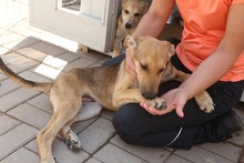 GRISU, Hund, Mischlingshund in Rumänien - Bild 6