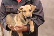 GRISU, Hund, Mischlingshund in Rumänien - Bild 7