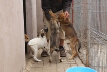 GRISU, Hund, Mischlingshund in Rumänien - Bild 9