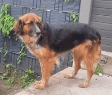 ADRIANA, Hund, Mischlingshund in Duisburg - Bild 2