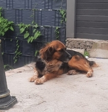 ADRIANA, Hund, Mischlingshund in Duisburg - Bild 6