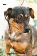 MAGGYROSA, Hund, Mischlingshund in Portugal - Bild 1