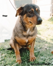 MAGGYROSA, Hund, Mischlingshund in Portugal - Bild 2