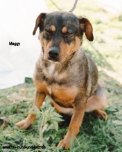 MAGGYROSA, Hund, Mischlingshund in Portugal - Bild 3