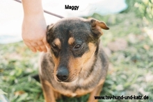 MAGGYROSA, Hund, Mischlingshund in Portugal - Bild 4
