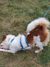PIPPO4, Hund, Mischlingshund in Kelbra - Bild 8