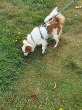 PIPPO4, Hund, Mischlingshund in Kelbra - Bild 9