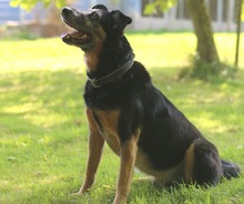 DOURO, Hund, Deutscher Schäferhund-Mix in Bückeburg - Bild 3