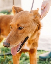 LAPA, Hund, Mischlingshund in Portugal - Bild 1