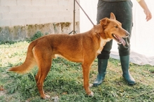 LAPAS, Hund, Mischlingshund in Portugal - Bild 2
