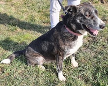 RIKA, Hund, Mischlingshund in Rumänien - Bild 4