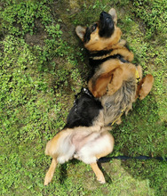 IRA, Hund, Mischlingshund in Bruchsal - Bild 3