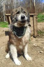 MECHOPUH, Hund, Mischlingshund in Bulgarien - Bild 1