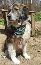 MECHOPUH, Hund, Mischlingshund in Bulgarien - Bild 2