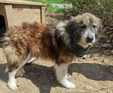 MECHOPUH, Hund, Mischlingshund in Bulgarien - Bild 3