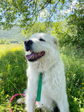 PERLA, Hund, Maremma Abruzzenhund in Italien - Bild 11