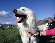 PERLA, Hund, Maremma Abruzzenhund in Italien - Bild 14