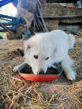 PERLA, Hund, Maremma Abruzzenhund in Italien - Bild 15