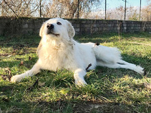 PERLA, Hund, Maremma Abruzzenhund in Italien - Bild 2