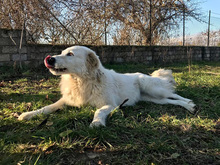 PERLA, Hund, Maremma Abruzzenhund in Italien - Bild 4