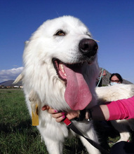 PERLA, Hund, Maremma Abruzzenhund in Italien - Bild 5