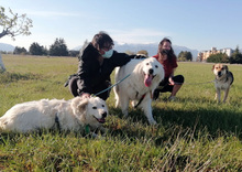 PERLA, Hund, Maremma Abruzzenhund in Italien - Bild 6