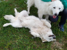 PERLA, Hund, Maremma Abruzzenhund in Italien - Bild 7