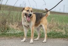 GREGOR, Hund, Deutscher Schäferhund-Mix in Ungarn - Bild 2