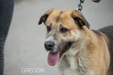 GREGOR, Hund, Deutscher Schäferhund-Mix in Ungarn - Bild 3